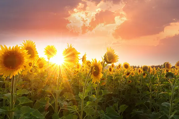 Girasoles